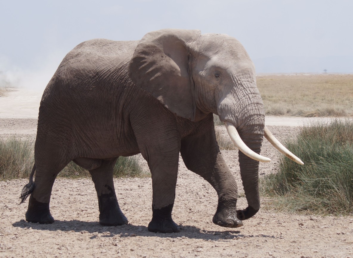 Elephants grazing in a green swamp in Amboseli National Park with Mount Kilimanjaro rising clear and snow capped behind them