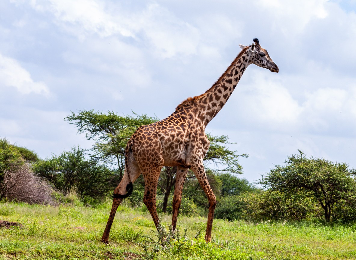 Zebras grazing on green plains in Amboseli National Park with Mount Kilimanjaro partially visible through clearing clouds