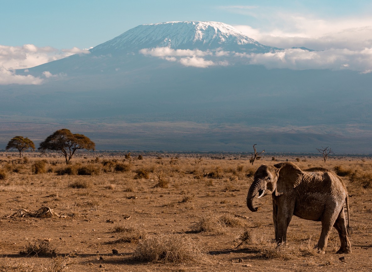 A close-up of a bird wading in a shallow seasonal pan in Amboseli National Park with green grass in the background