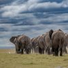 Elephant herd crossing the Amboseli plains with Mount Kilimanjaro in the background near Amboseli Sopa Lodge