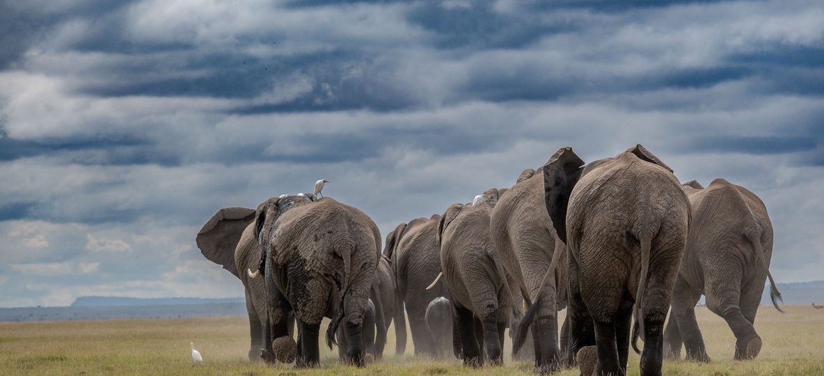 Elephant herd crossing the Amboseli plains with Mount Kilimanjaro in the background near Amboseli Sopa Lodge