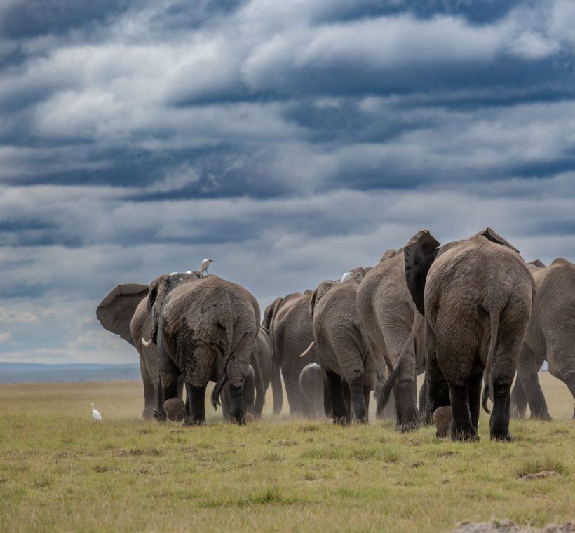 Elephant herd crossing the Amboseli plains with Mount Kilimanjaro in the background near Amboseli Sopa Lodge