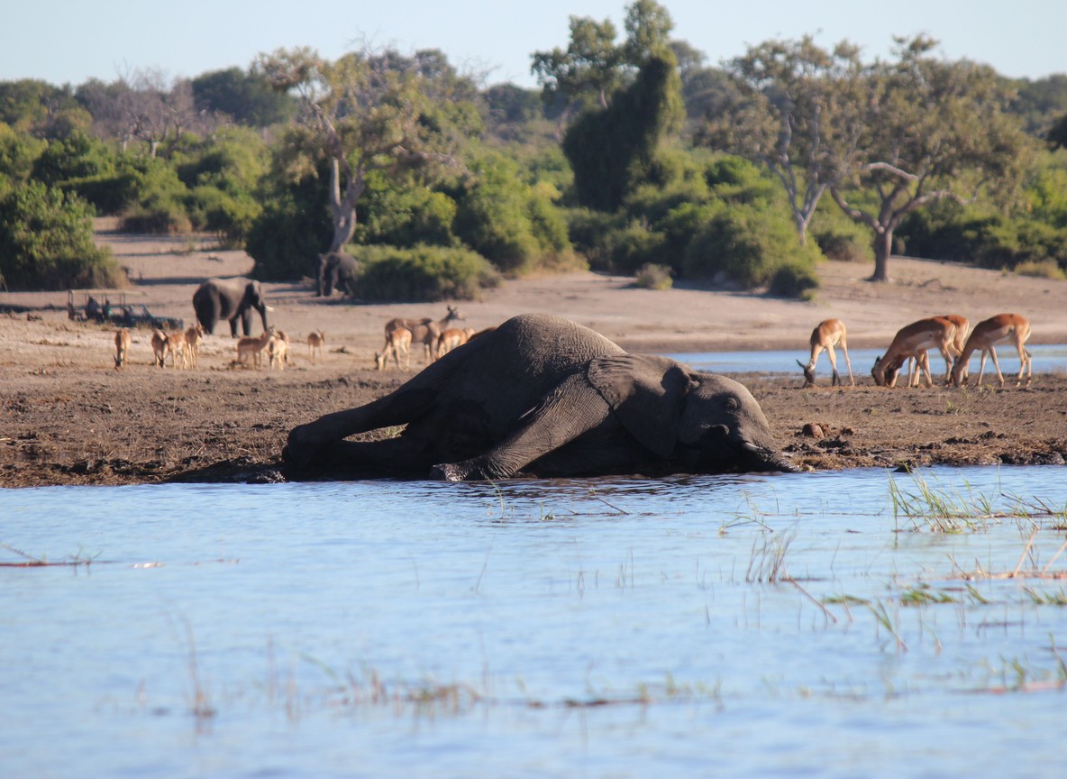 Elephants gathered at an Amboseli swamp waterhole with acacia trees