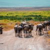 A large elephant herd crossing open swamp grassland with Kilimanjaro rising in the background, representing the Amboseli vs Tsavo elephants decision for Kenya safari travelers