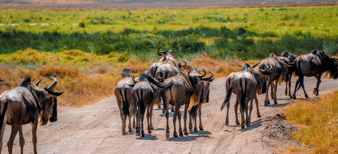 A large elephant herd crossing open swamp grassland with Kilimanjaro rising in the background, representing the Amboseli vs Tsavo elephants decision for Kenya safari travelers