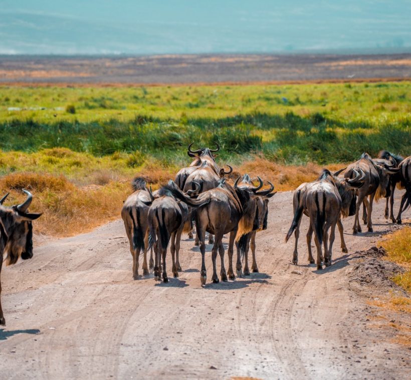 A large elephant herd crossing open swamp grassland with Kilimanjaro rising in the background, representing the Amboseli vs Tsavo elephants decision for Kenya safari travelers