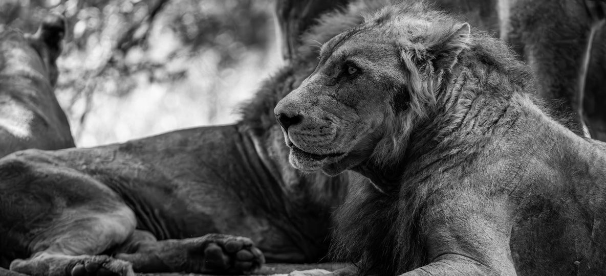 Masai Mara, Kenya