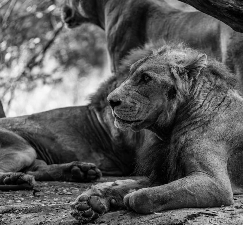 Masai Mara, Kenya