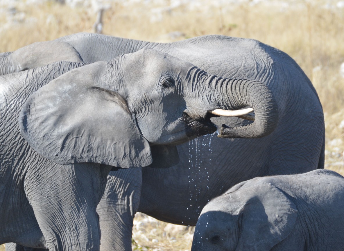 A wildlife veterinary team treating a snared elephant in the field near Amboseli National Park