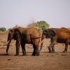 Elephants gathering at the edge of Aruba Dam on the Voi River at sunset in Tsavo East National Park