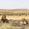 Masai Mara, with hippos visible in the water