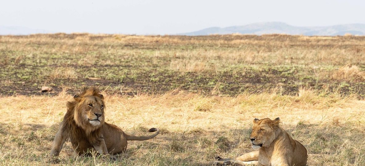 Masai Mara, with hippos visible in the water