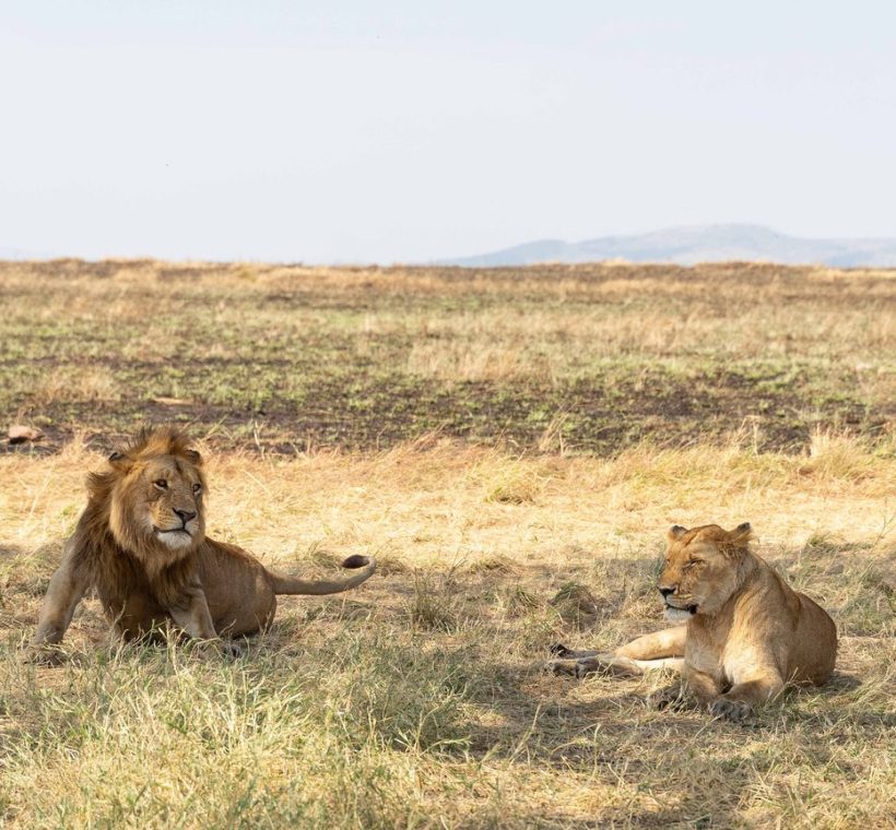 Masai Mara, with hippos visible in the water