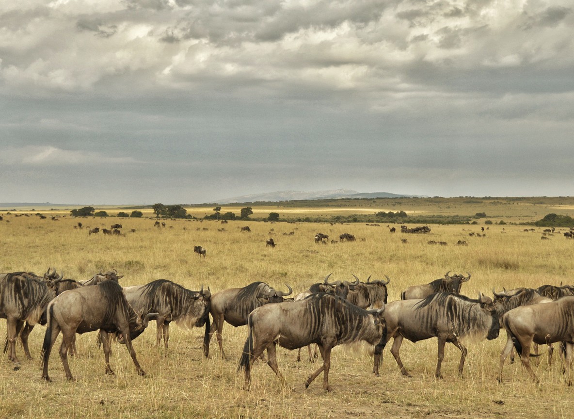 Masai Mara
