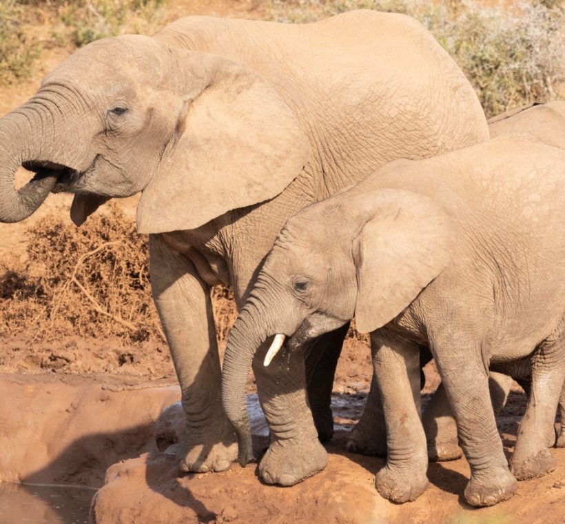 Samburu National Reserve, Kenya