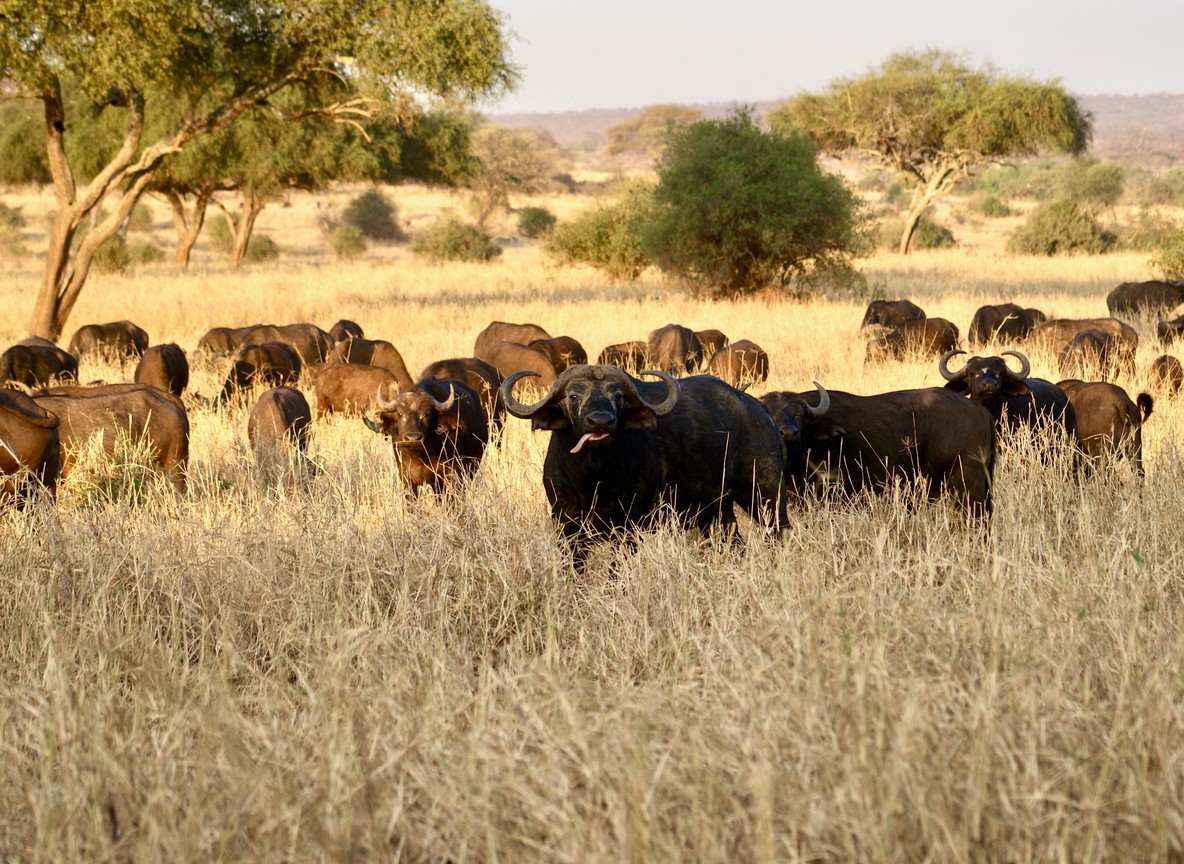 Safari guests viewing wildlife from an open 4x4 vehicle at a respectful distance in a Kenya conservancy