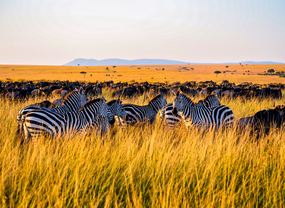 A pride of lions resting under an acacia tree on the open Masai Mara plains in golden afternoon light