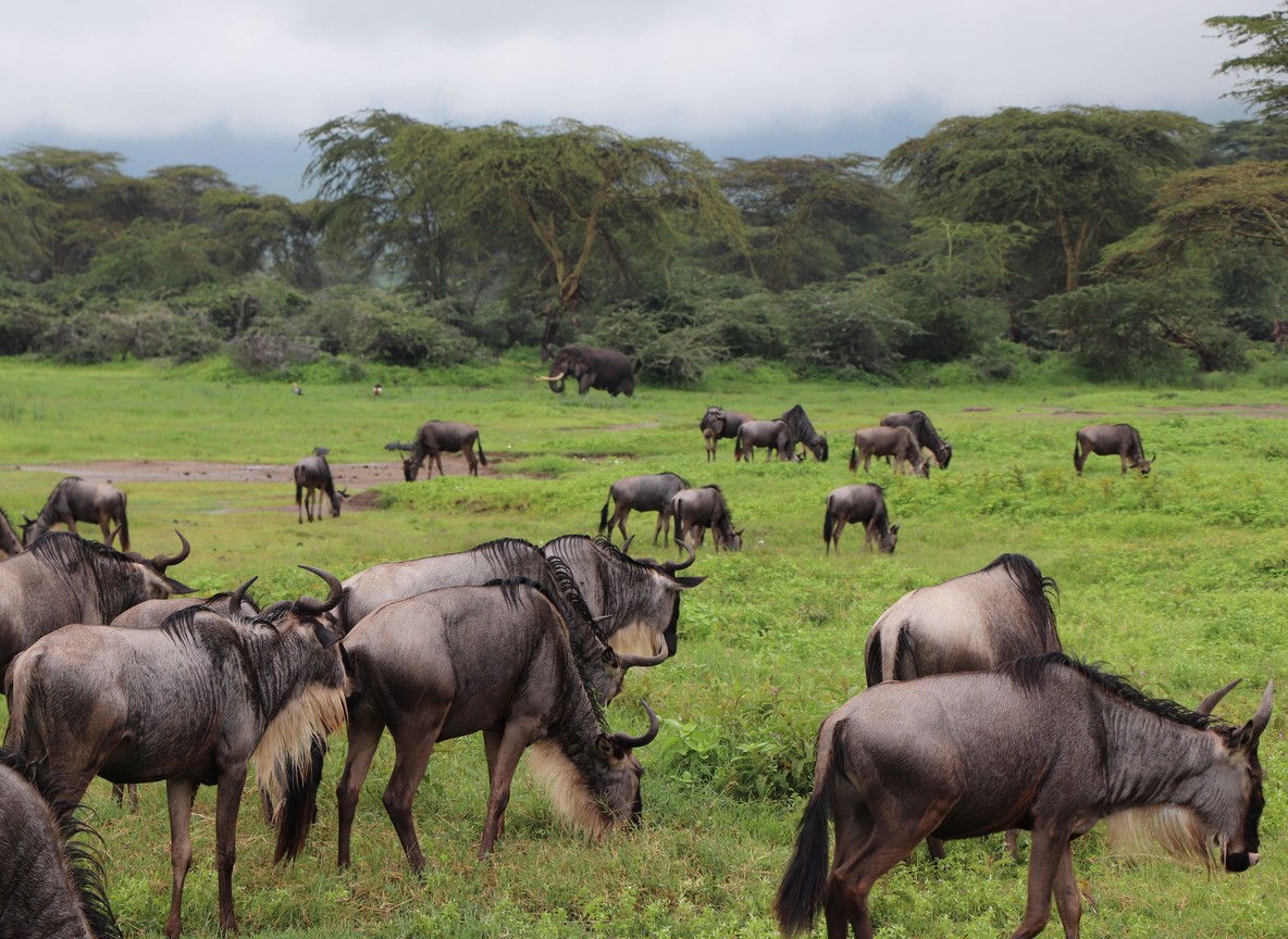 Elephants walking across the Amboseli plains with Mount Kilimanjaro visible in the background, Kenya