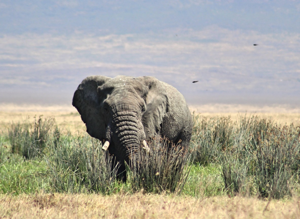 Close-up view of elephant family at Amboseli swamp with Kilimanjaro visible through morning mist above the treeline