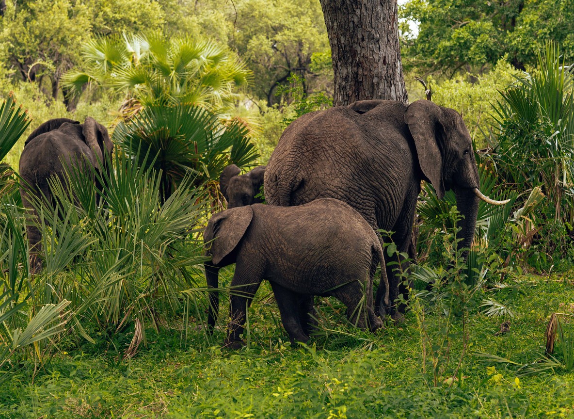 A traveler scanning the treeline with binoculars during a game drive in Aberdare National Park