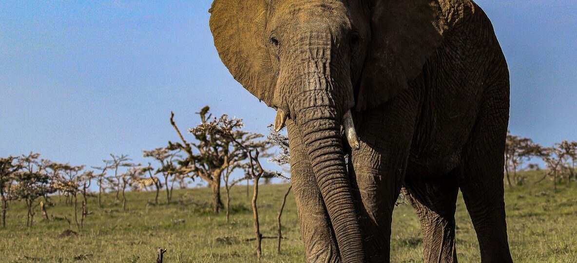 A safari traveller in a green game-viewer raising black binoculars to watch distant elephants on the golden Amboseli plains at sunrise