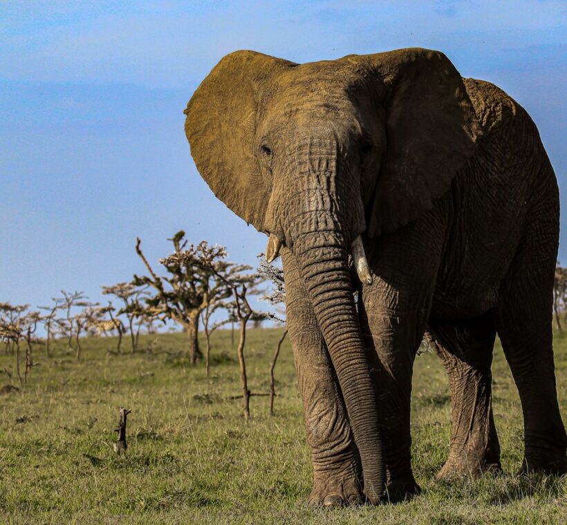 A safari traveller in a green game-viewer raising black binoculars to watch distant elephants on the golden Amboseli plains at sunrise