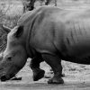 A black rhino walking across open grassland at Ol Pejeta Conservancy in Kenya with Mount Kenya visible in the distance