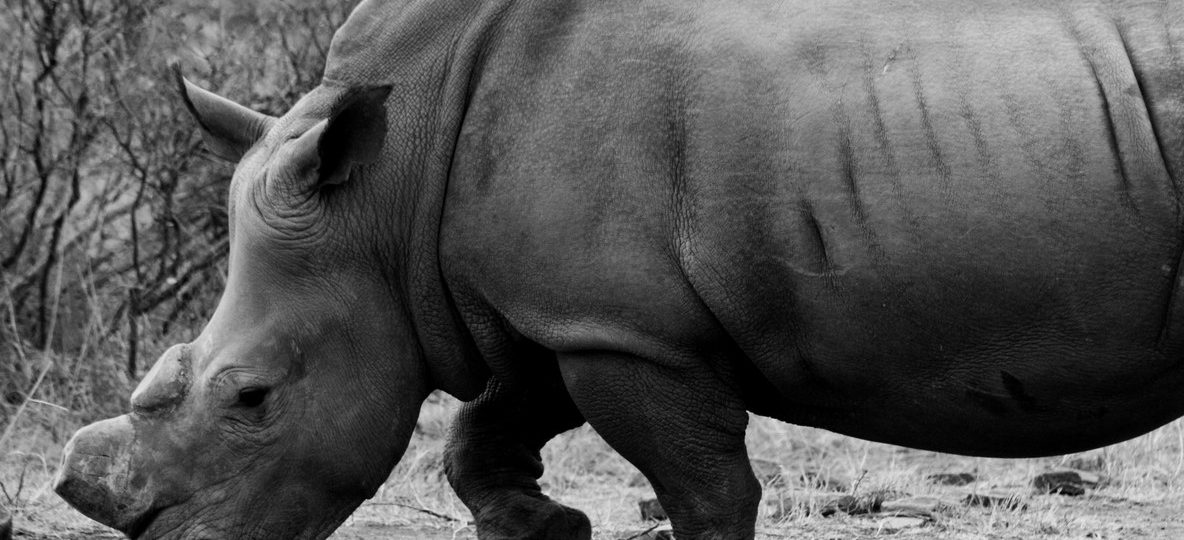 A black rhino walking across open grassland at Ol Pejeta Conservancy in Kenya with Mount Kenya visible in the distance