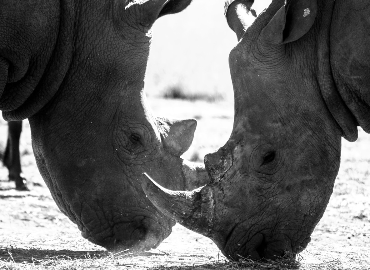 A Kenya Wildlife Service ranger on foot patrol tracking a black rhino inside a fenced Kenyan conservancy