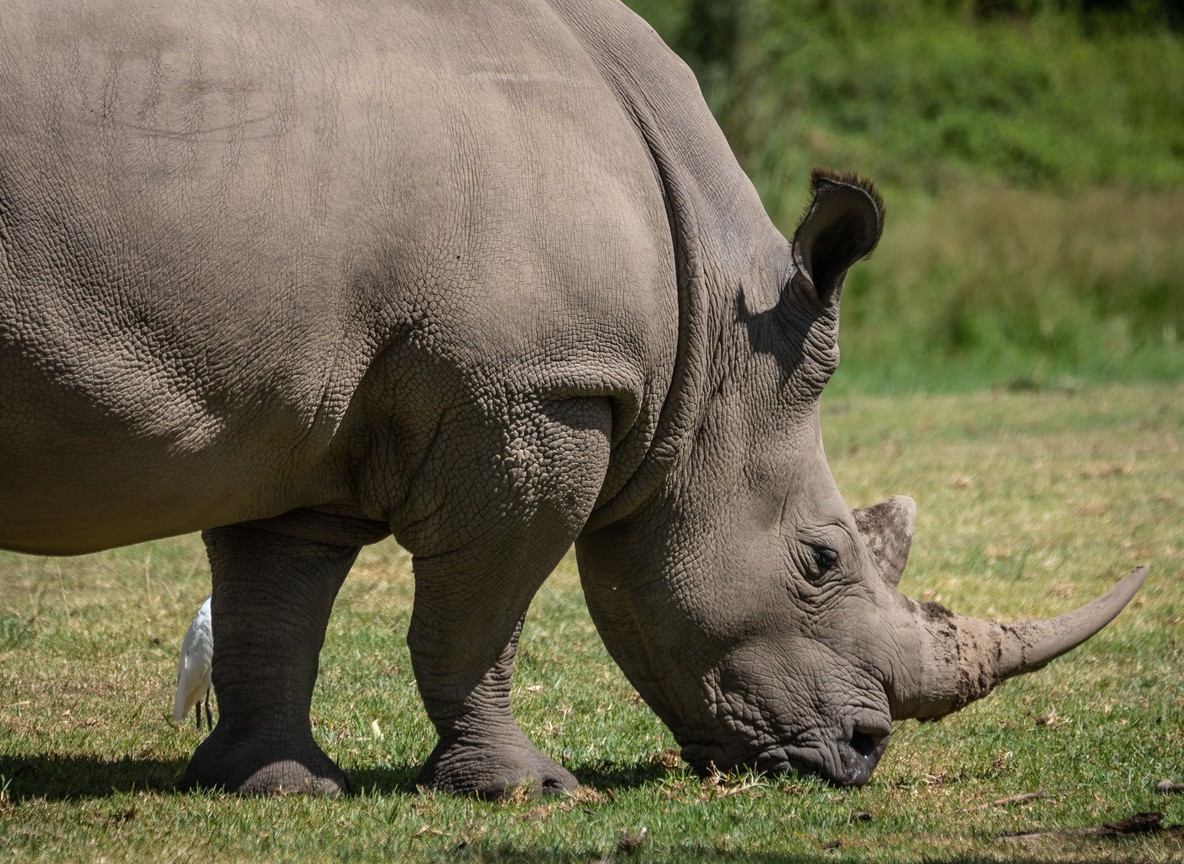 A safari vehicle with guests photographing a black rhino at sunrise near Lewa Wildlife Conservancy in Laikipia, Kenya
