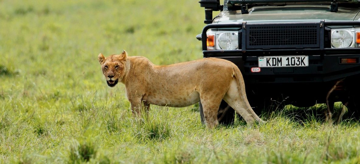 A budget safari group in a 4x4 vehicle watching wildlife on the Maasai Mara plains