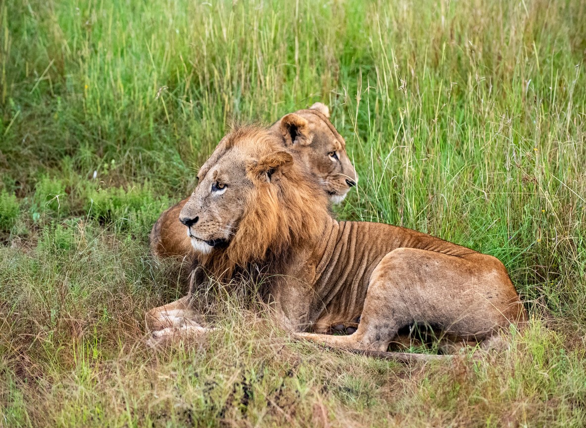 A budget mobile tented camp set up near Talek Gate at the Maasai Mara border