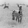 A budget safari vehicle parked near a herd of zebras on the open plains of the Masai Mara at midday