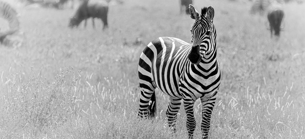 A budget safari vehicle parked near a herd of zebras on the open plains of the Masai Mara at midday