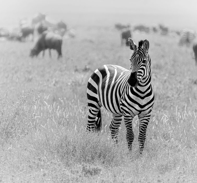 A budget safari vehicle parked near a herd of zebras on the open plains of the Masai Mara at midday