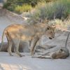 A photographer resting a large telephoto lens on a bean bag out of a safari vehicle window, lioness in soft focus on the plains beyond