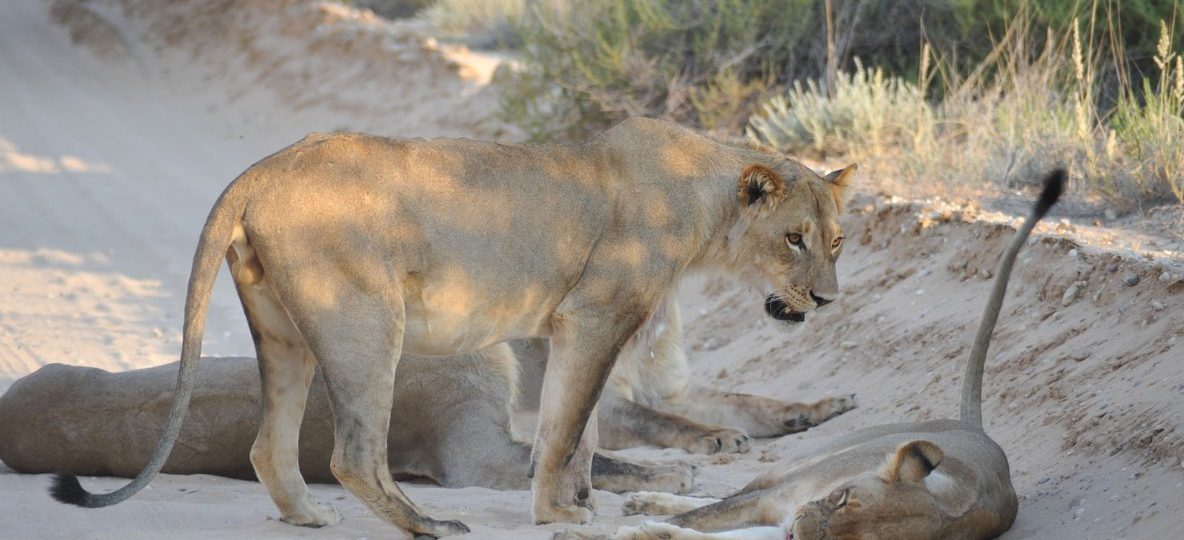 A photographer resting a large telephoto lens on a bean bag out of a safari vehicle window, lioness in soft focus on the plains beyond