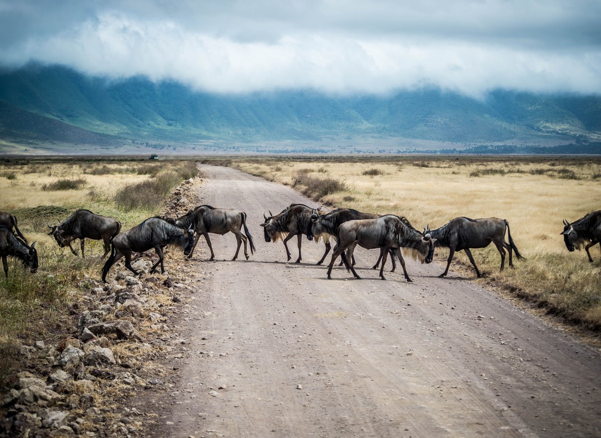 Close crop of an elephant herd photographed from a safari vehicle in Amboseli National Park with Mount Kilimanjaro softly visible behind
