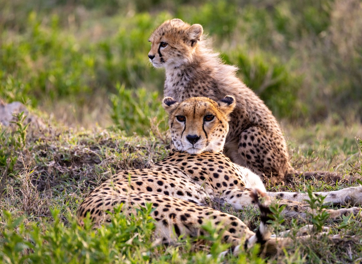 A cheetah on a termite mound in the Masai Mara photographed with a telephoto zoom lens from inside a safari vehicle