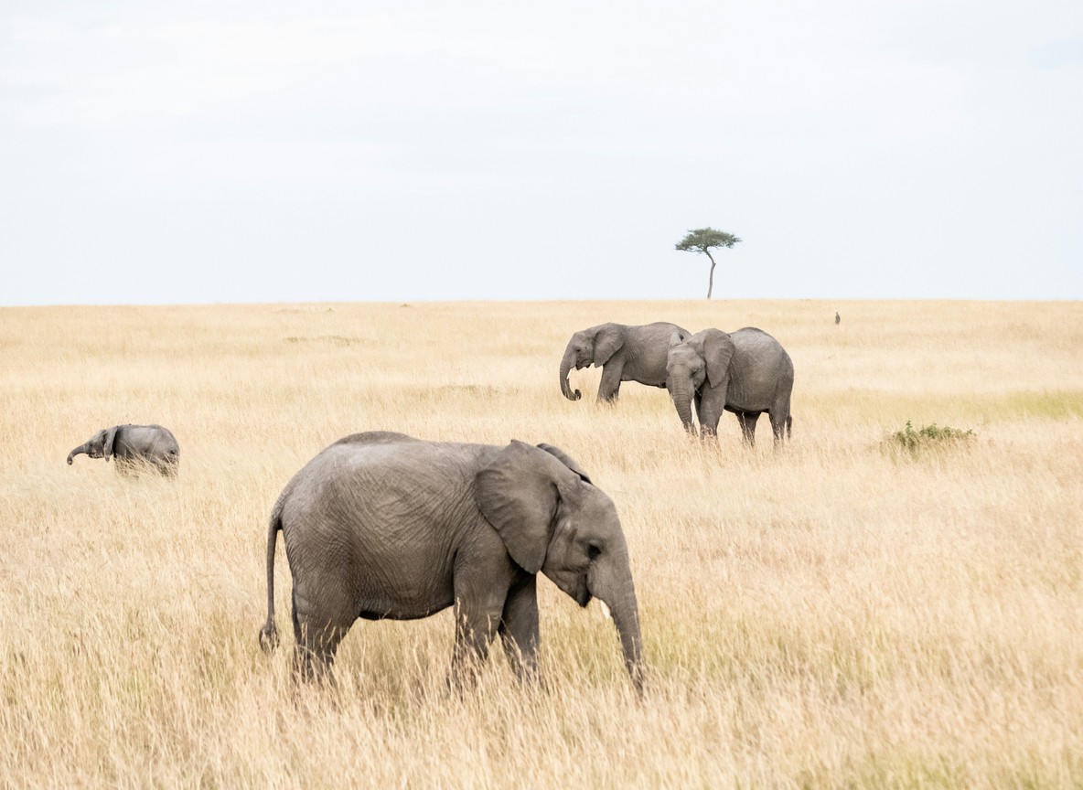 Aerial view of the Mara River winding through golden grassland with a wildebeest column approaching the water