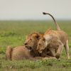 Solo traveler relaxing on a tented camp veranda overlooking the Masai Mara plains at sunset