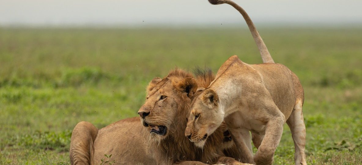 Solo traveler relaxing on a tented camp veranda overlooking the Masai Mara plains at sunset