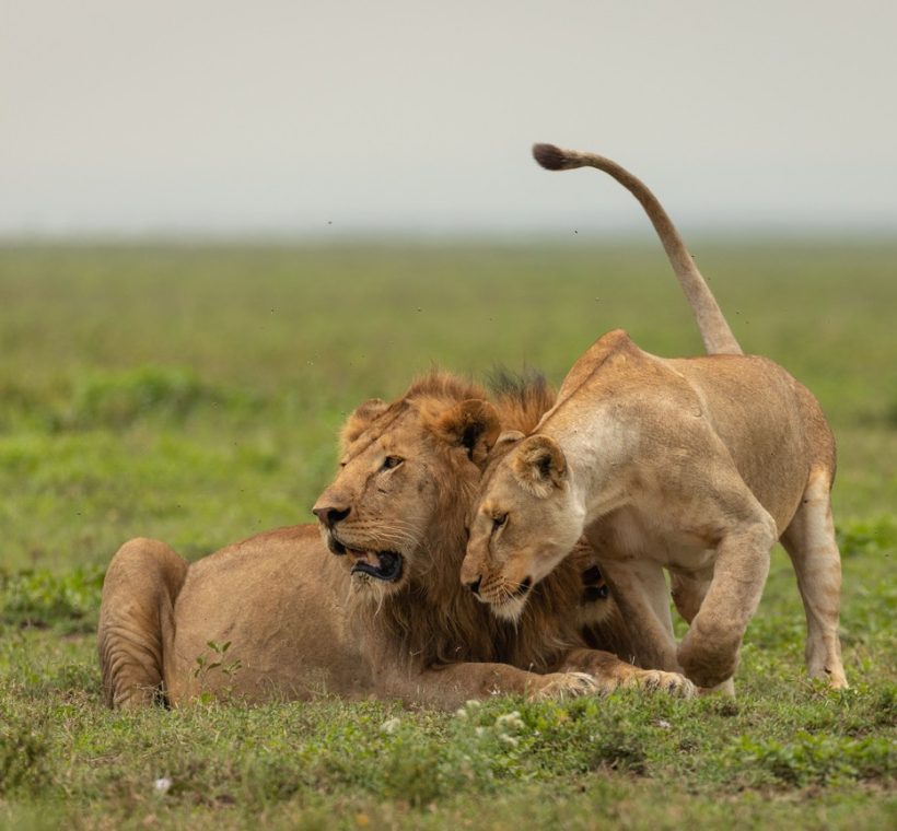 Solo traveler relaxing on a tented camp veranda overlooking the Masai Mara plains at sunset