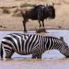 Best camp Mara river crossing view of a wildebeest herd crossing the Mara River near a safari camp