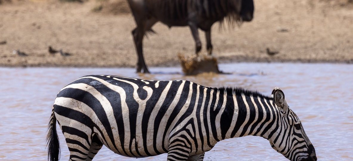 Best camp Mara river crossing view of a wildebeest herd crossing the Mara River near a safari camp