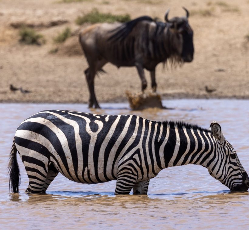 Best camp Mara river crossing view of a wildebeest herd crossing the Mara River near a safari camp