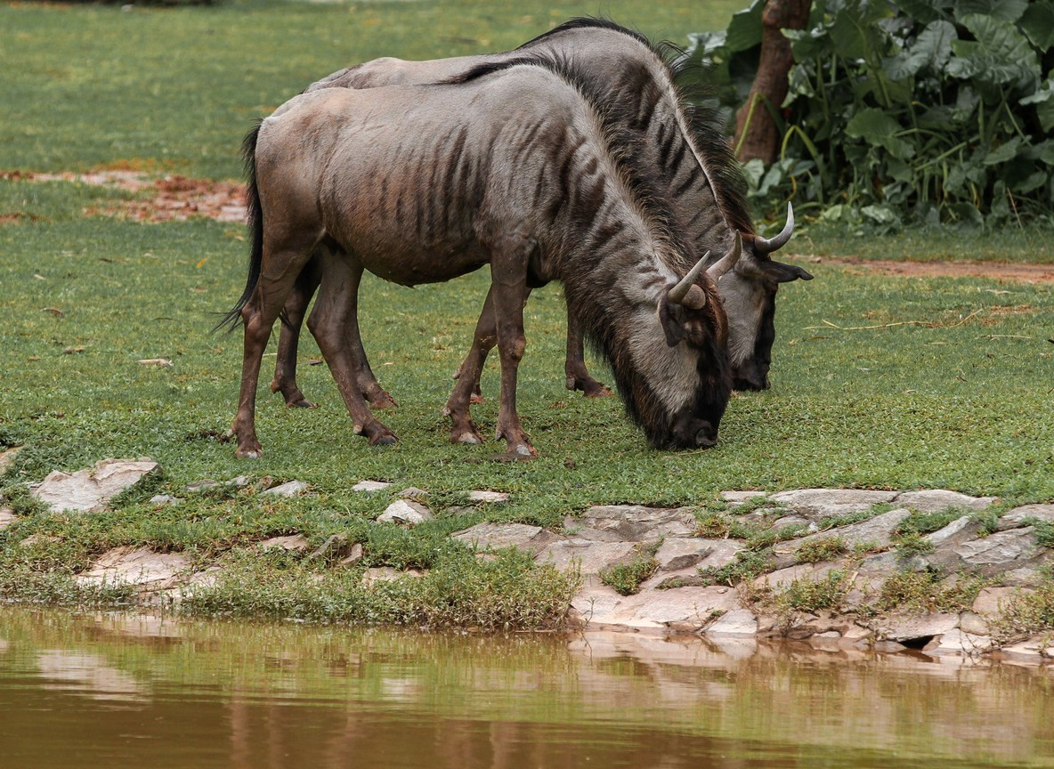 Wildebeest herds gathering on the riverbank before a crossing at dawn