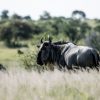 Wildebeest herds crossing the Mara River during Masai Mara migration tours