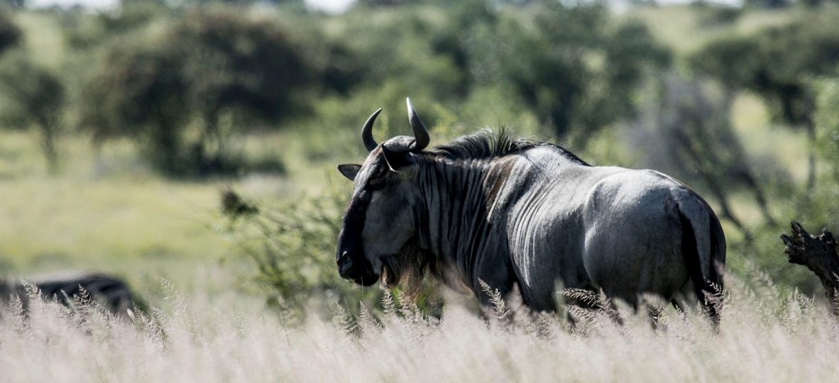 Wildebeest herds crossing the Mara River during Masai Mara migration tours