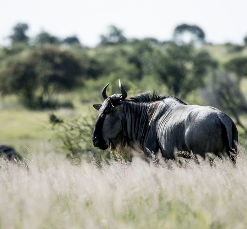 Wildebeest herds crossing the Mara River during Masai Mara migration tours